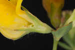 Bird's-foot trefoil